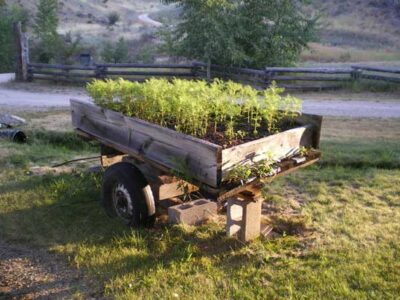 Photo of the Day: Trailer Garden Image